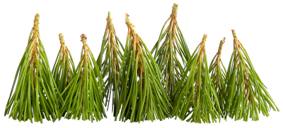 Group of pine branches