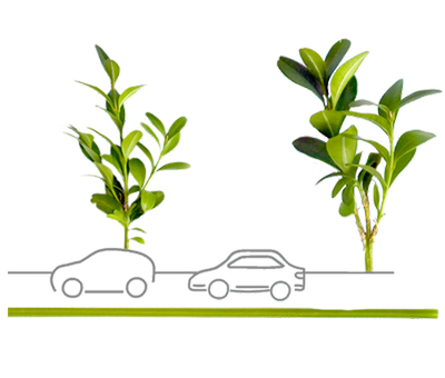 Two illustrated cars driving along a road of grass and leaves.